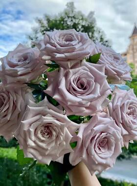 场A级曼塔玫瑰花云南鲜花基地直发昆斗CZH南市直批水培明真花灰色