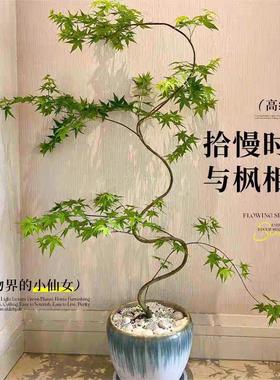 景流泉BLYY-LQF枫栽造型盆盆室内植物观叶好养本枫树苗网红客厅落
