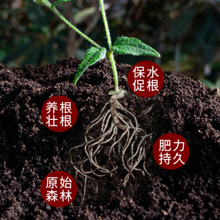 云南森林腐叶土养花种菜专用种植土壤通用型营养土腐熟松针腐殖土