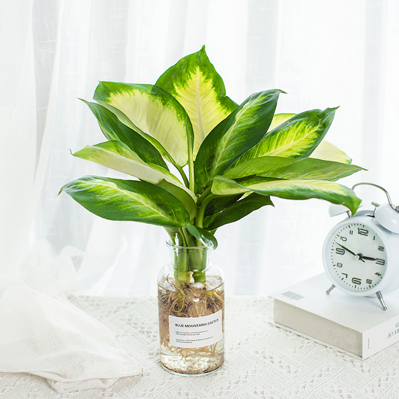 玛丽安水培植物室内好养盆栽万年青银皇后办公室桌面四季常青绿植