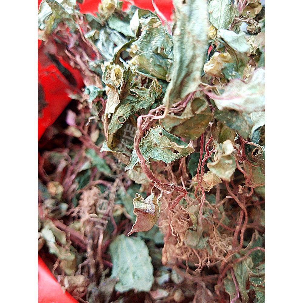 新晒干品福建正宗本地野生风柜斗草楮头红风鼓草风谷草风骨草250g