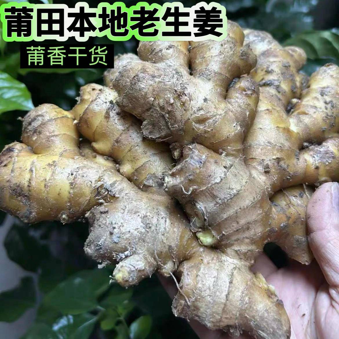 福建莆田老姜生姜姜农家黄姜自种风干老姜姜块现挖