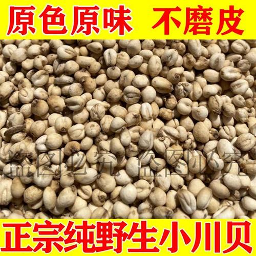 野生小川贝四川阿坝州正品川贝母松贝尖贝怀中抱月纯天然深山挖采