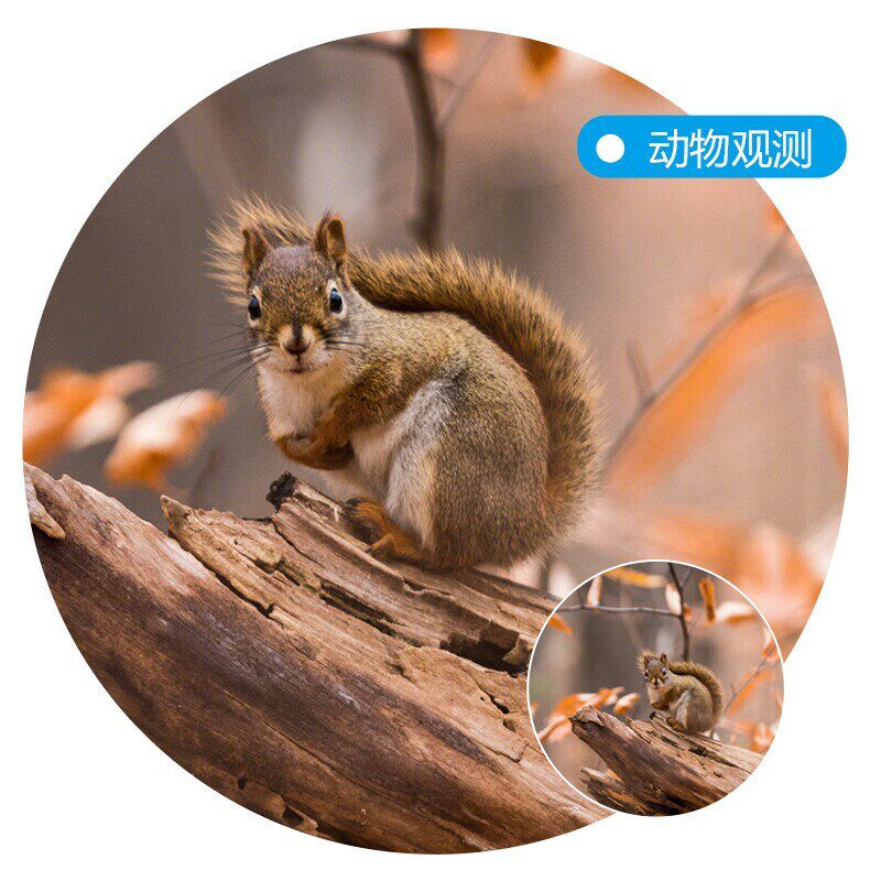 雷龙 6x18星耀演唱会球赛双筒望远镜高清便携儿童生日礼物高倍