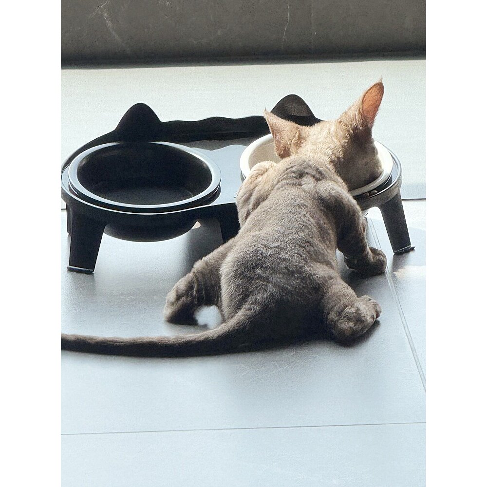 【猫猫的100件快递】猫碗大口径防外溅防黑下巴护颈新式狗狗碗