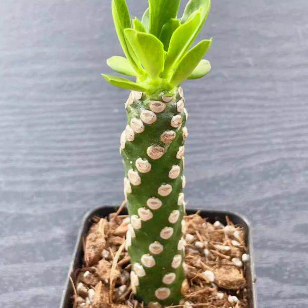 无刺霸王鞭 大戟科多肉植物老桩盆栽 阳台仙人掌不扎手桌面小绿植