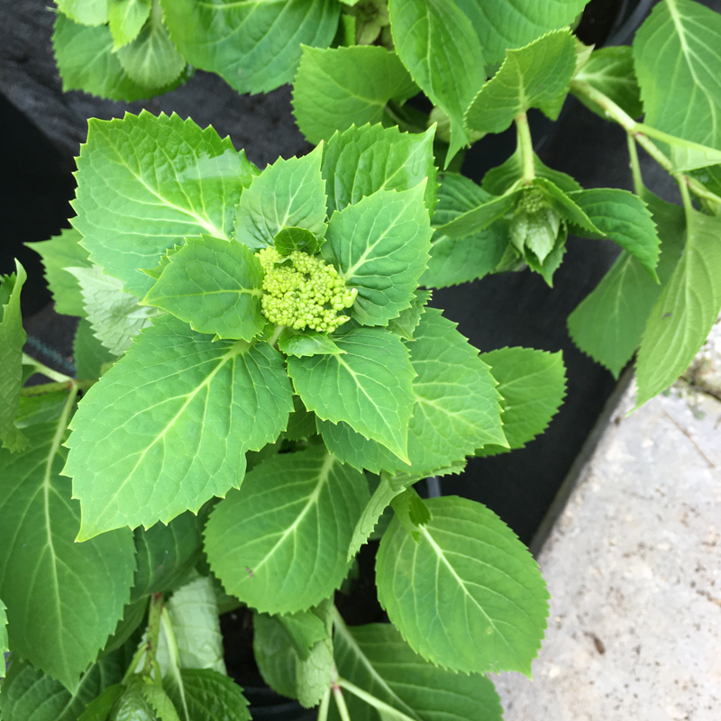 无尽夏绣球花大苗特大花型盆栽老桩室内外别墅庭院四季花卉绿植物