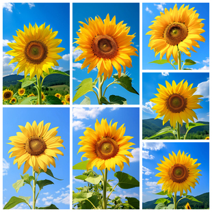 太阳花向日葵贴画卧室房间装 饰画宿舍墙贴画自粘贴纸防水遮丑贴画