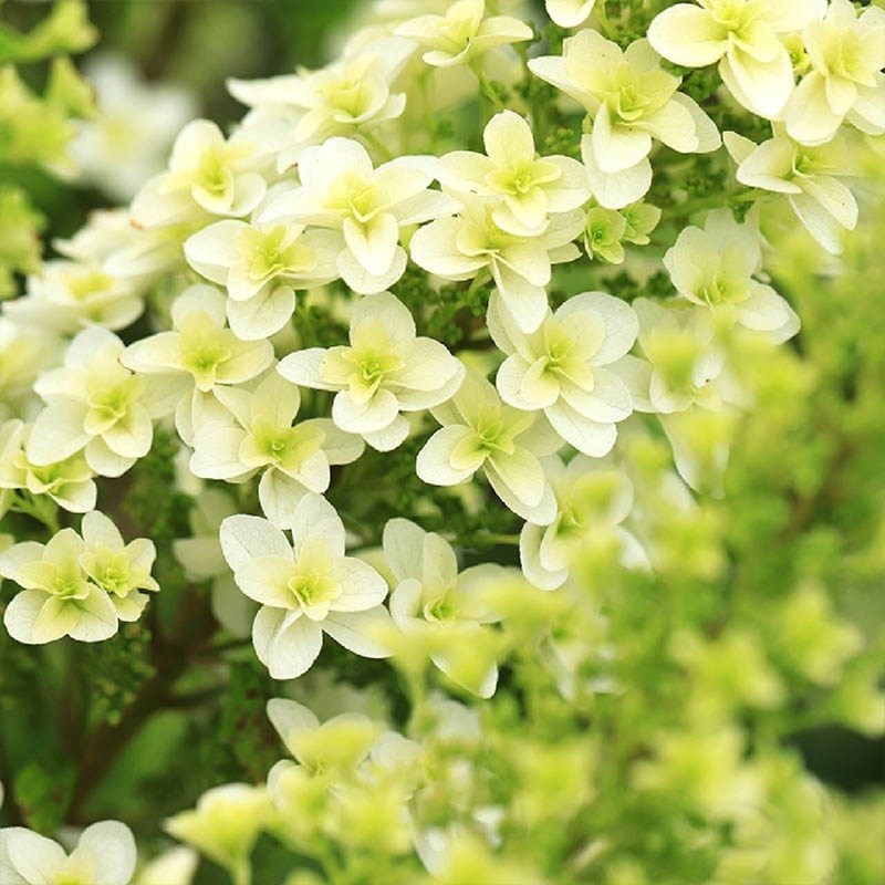 腾飞园艺 只售精品日版栎叶绣球和声耐热耐寒庭院阳台多年生