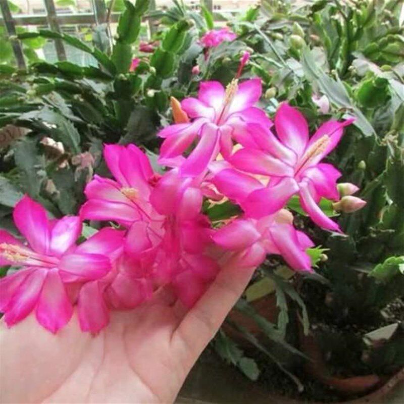 蟹爪四季带开花抓莲好花苞螃蟹重瓣室内兰花花卉盆栽养易活苗多色