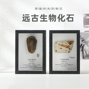 三叶虫化石狼鳍鱼牙齿菊石摆件古生物标本原石头摆台科普收藏礼物