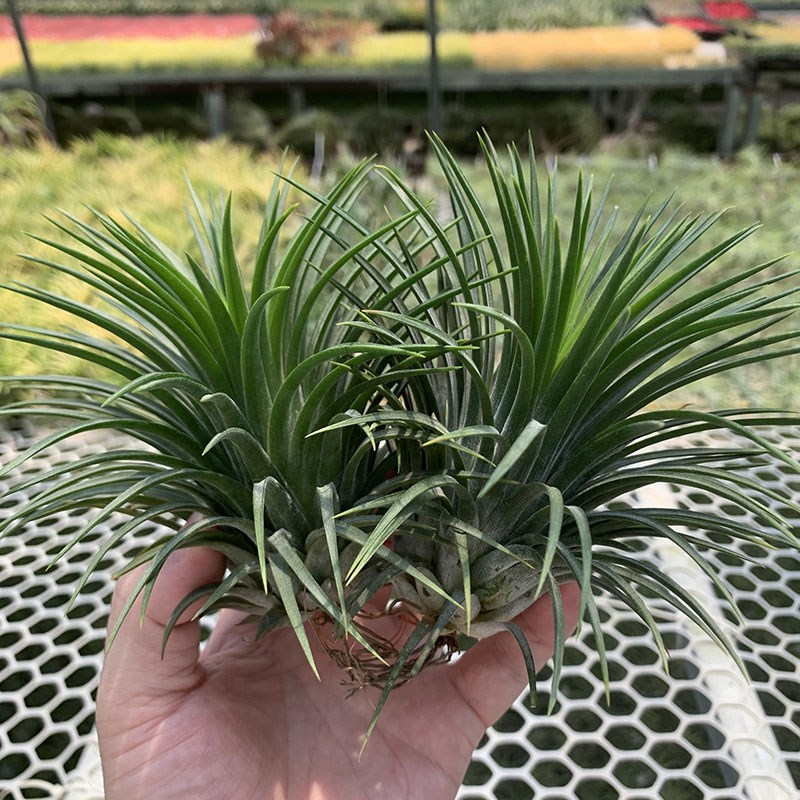 空气凤梨植物 危地马拉大精灵 一物一拍  实物如图