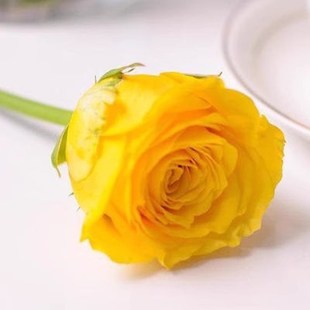 金枝玉叶小苗 切花月季 盆栽花苗阳台庭院多季节丰花灌木玫瑰