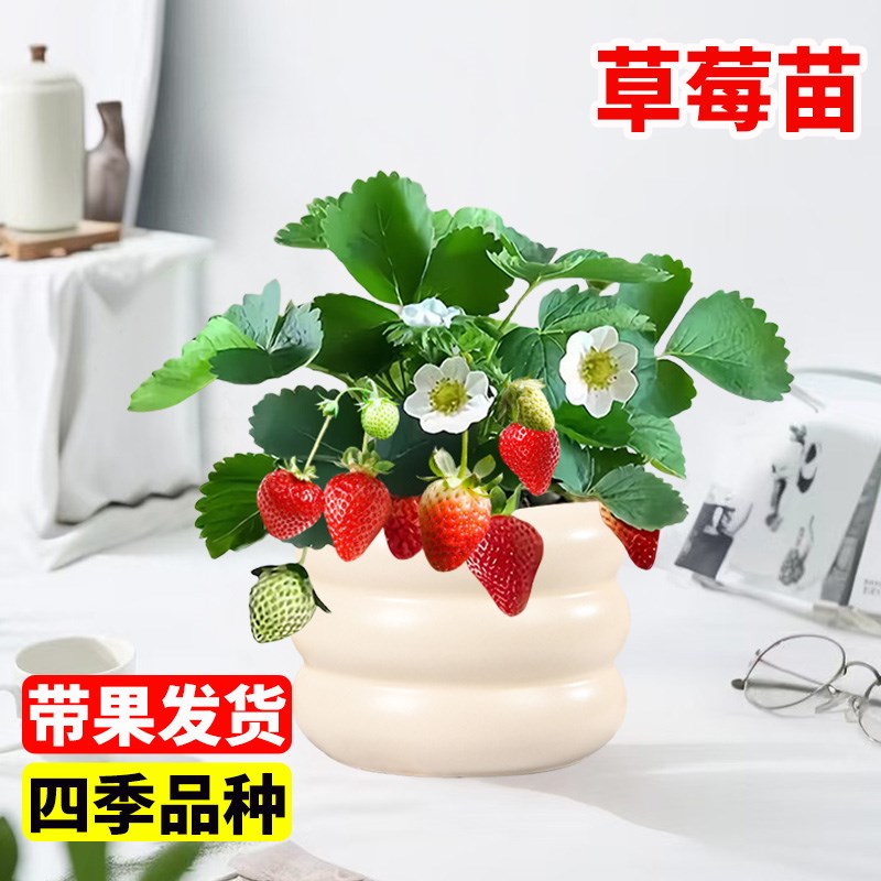带果发货草莓盆栽全国可种奶油草莓苗四季结果可食用阳台种植植物