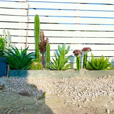 特大号龙骨花仙人掌盆栽室内客厅阳台易养护耐旱多肉植物