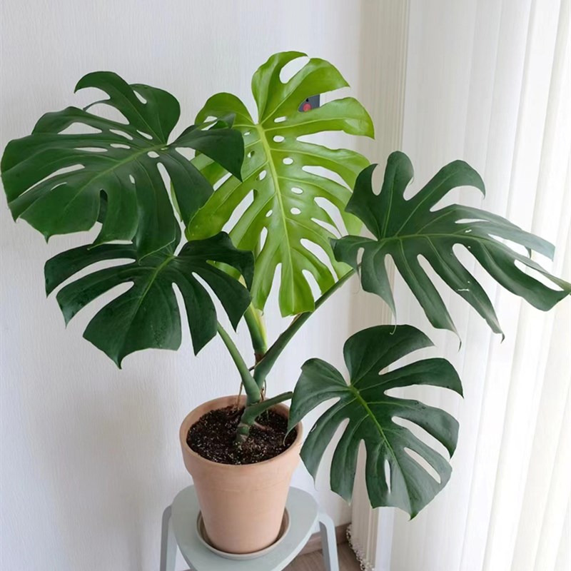 大叶龟背芋盆栽老桩无土水培植物春雨室内观叶桌面绿植耐阴好养活