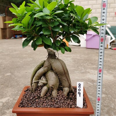 人参榕树盆景老桩大型绿植小叶榕花卉四季常青发财树客厅盆栽