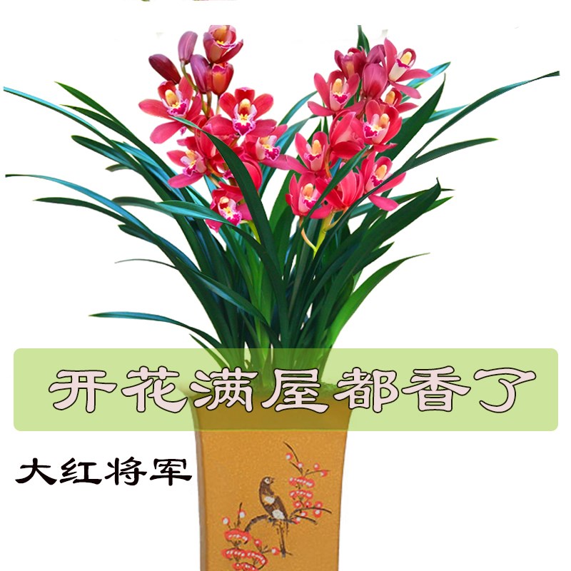 兰花苗红将军冬带花苞浓香盆栽绿植室内花卉建兰四季兰浓香型好养