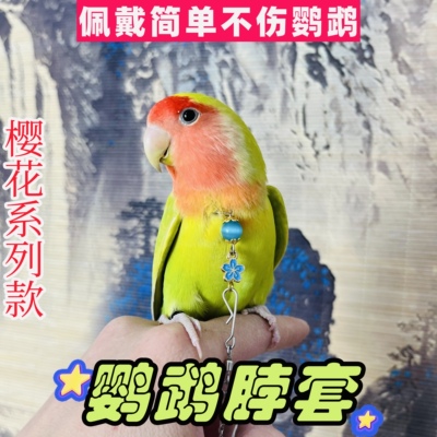 小太阳鹦鹉脖套脖圈不锈钢栓鸟链子放飞绳牵引和尚虎皮玄凤牡丹