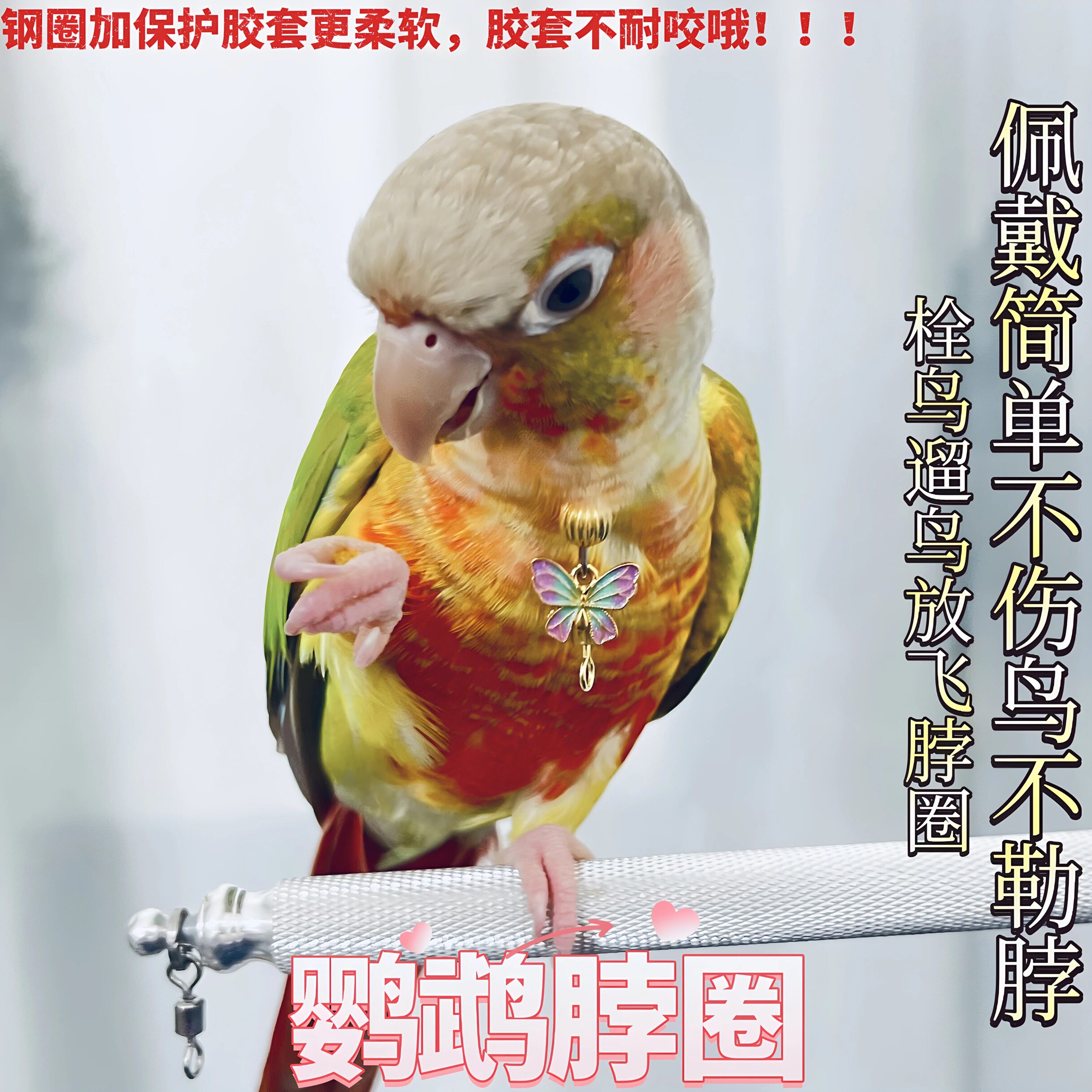 小太阳鹦鹉脖圈栓鸟链子放飞牵脖套玄凤和尚金太阳鹦鹉脖环项圈