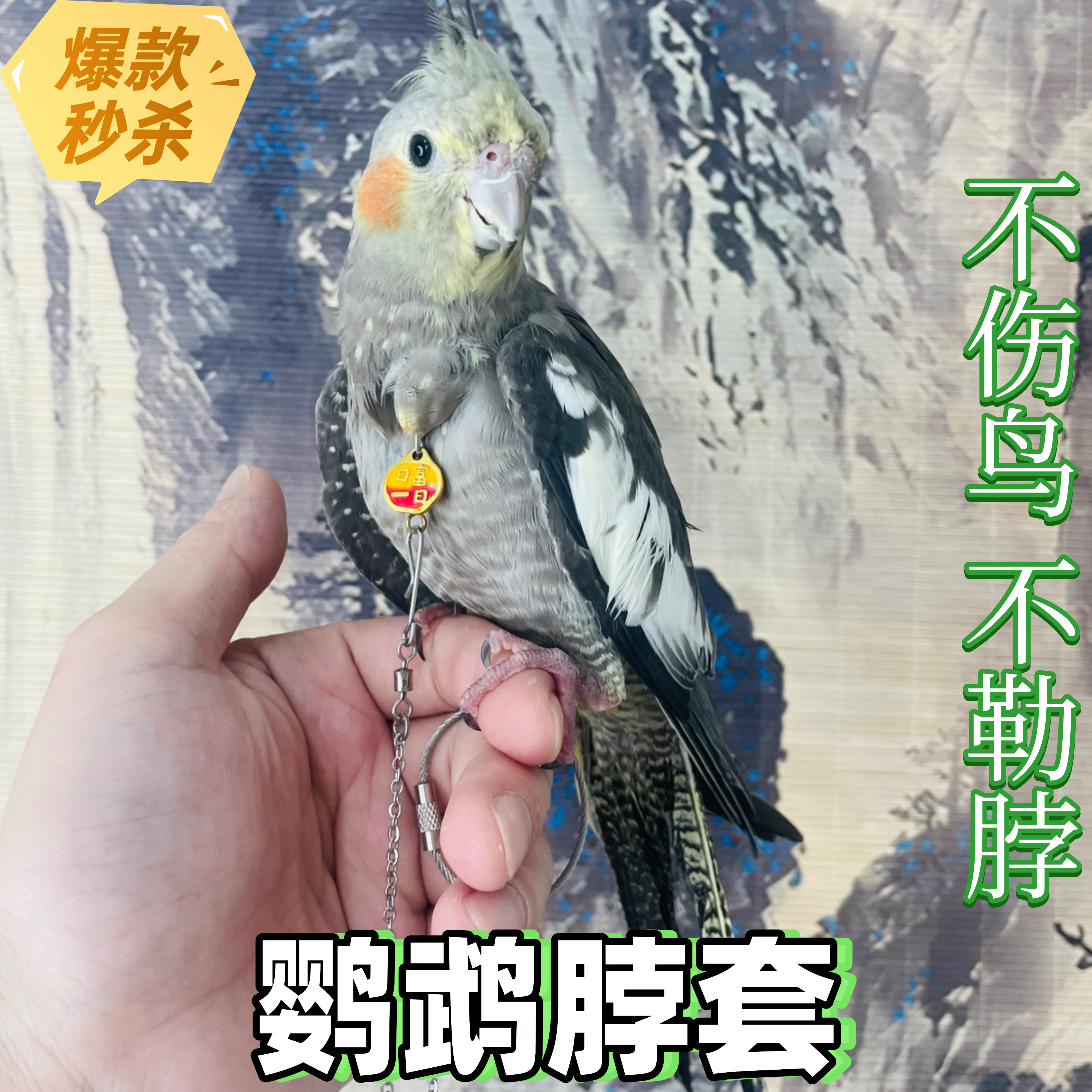 玄凤脖套小太阳金太阳牡丹鹦鹉脖圈不锈钢栓鸟链子放飞绳牵引项圈