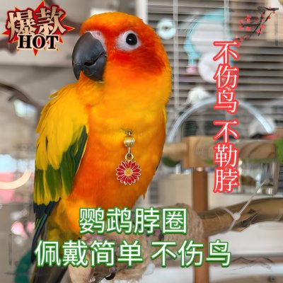 鹦鹉脖套玄凤小太阳牡丹和尚