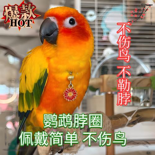 鹦鹉脖套玄凤小太阳牡丹和尚