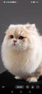 猫舍加菲猫纯种幼崽曼基康矮脚猫短腿小猫咪宠物活的小奶