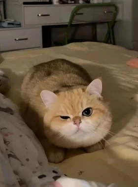 矮脚蓝金渐层