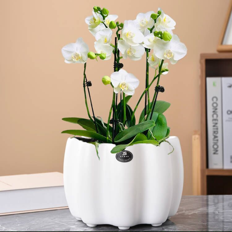 简约欧式绿植室内客厅桌面阳台多肉虎皮兰花盆小北欧陶瓷花盆大号