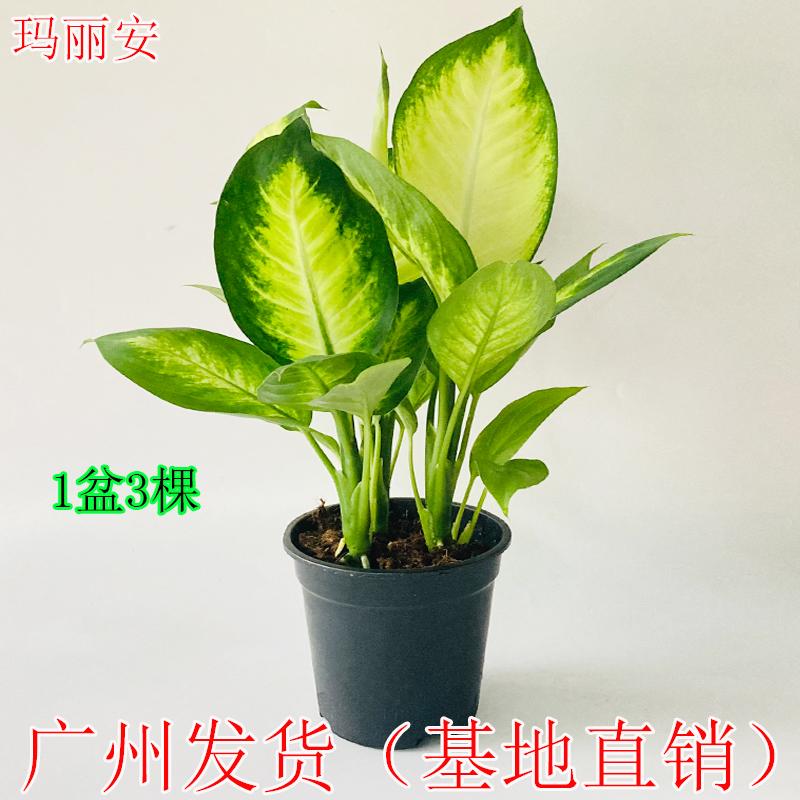 玛丽安盆栽室内粉黛万年青银皇后办公桌面大绿植四季常青彩叶植物
