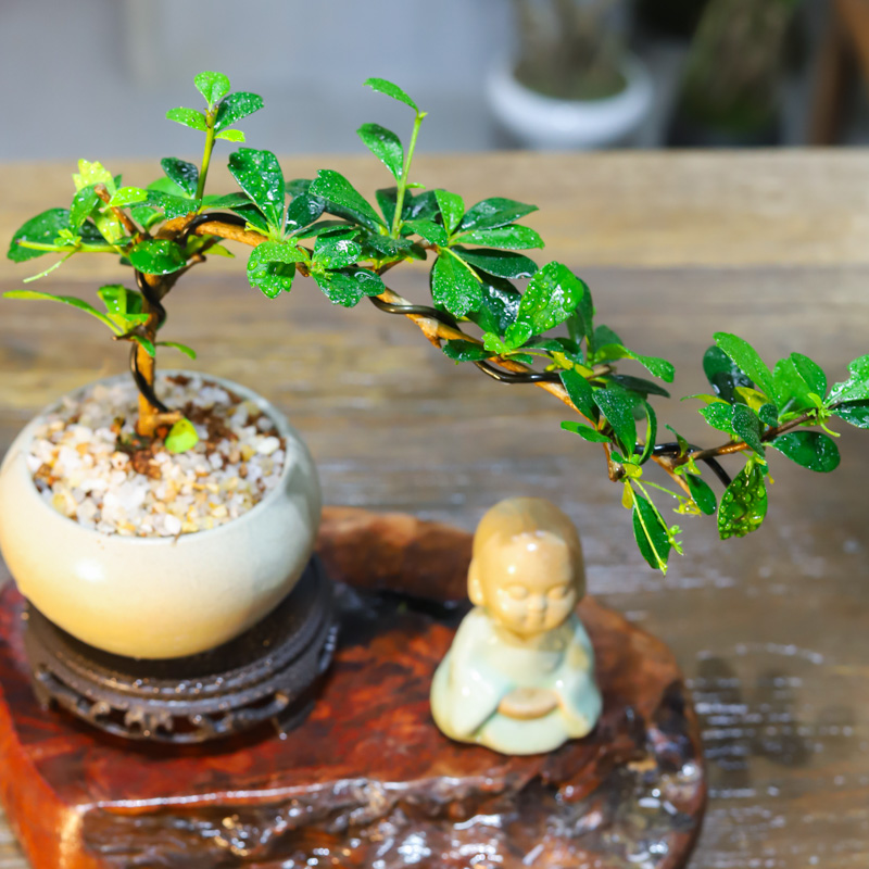 福建茶绿植悬崖造型小盆室内树桩盆景客厅栽老桩四季常青桌面摆件