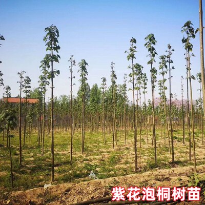 泡桐树苗紫花名贵植物庭院盆栽地栽耐寒种植道路绿化风景梧桐树苗
