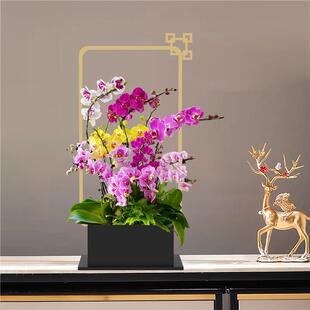 新中式花盆红色铁艺客厅桌面蝴蝶兰冬青银柳年宵花插花花器花篮