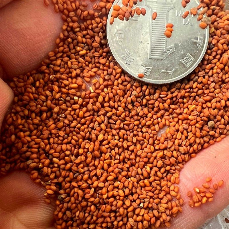 鸟粮鸟食草籽关山草籽虎皮牡丹玄风断奶增肥混合粮营养,宠物/宠物食品及用品,鸟玩具,淘宝优惠券,粉丝福利购,淘宝优惠卷