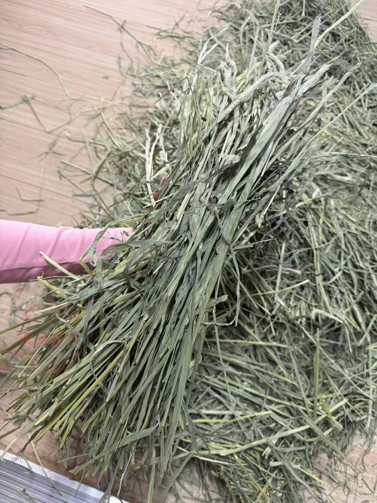 美国圣山美提一番提摩西草段干草鼠粮