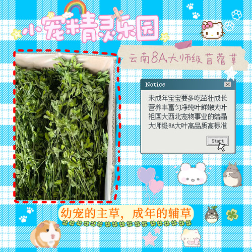 2026年大师级8A大叶苜蓿草精品国产