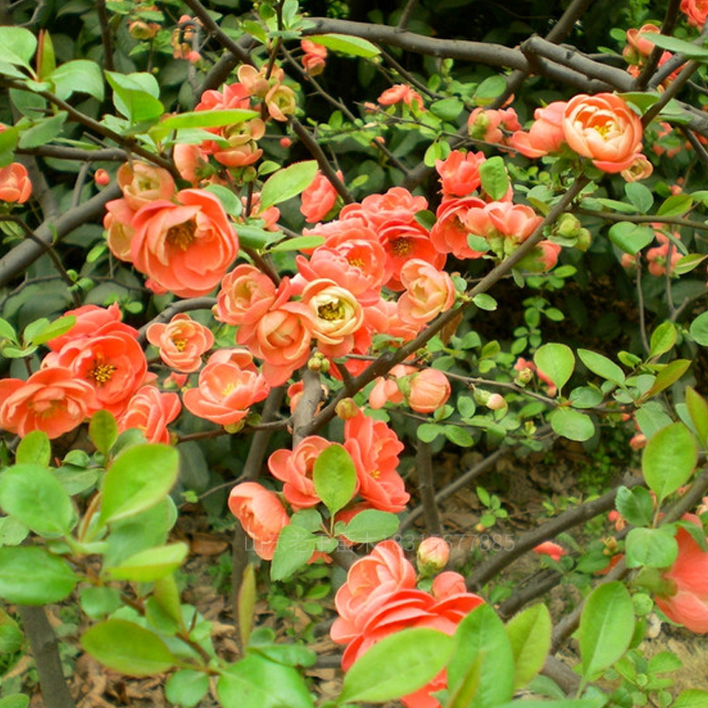 重瓣绿海棠花盆栽树苗盆景老桩花卉绿植物室内四季开花不断庭院