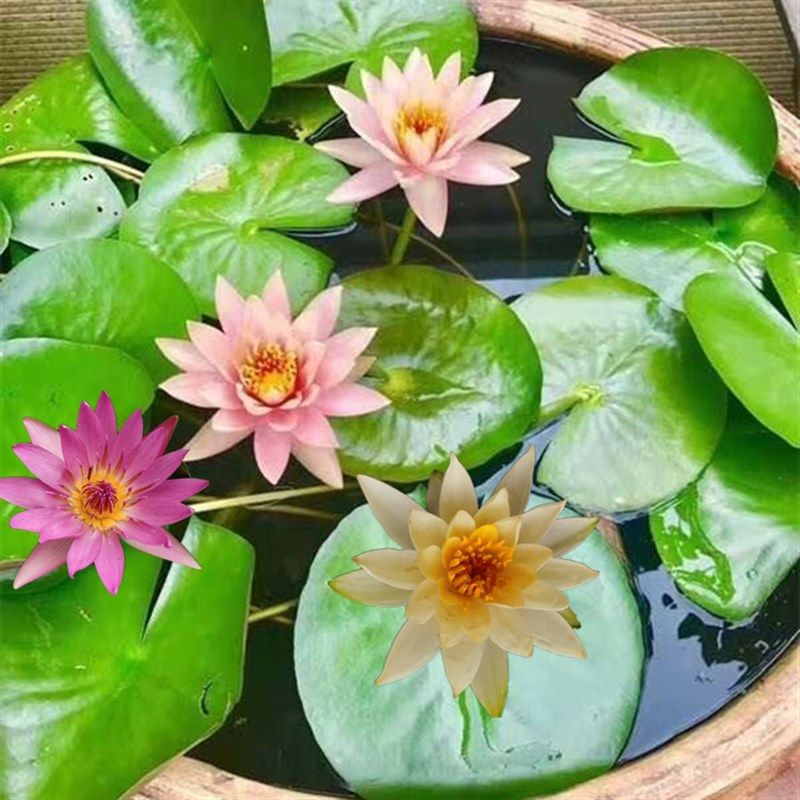 睡莲水培植物四季碗莲水养室内外庭院水莲藕荷花盆栽鱼池缸带花苞,鲜花速递/花卉仿真/绿植园艺,时令草本花卉,淘宝优惠券,粉丝福利购,淘宝优惠卷