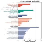 生信TCGA GEO GTEx数据库下载挖掘limma差异分析ppi蛋白互作网络
