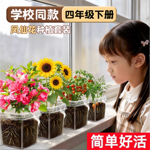凤仙花种子儿童套装种植盆栽小学生重瓣凤仙花籽种苗向日葵花种子