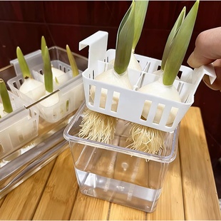 水培郁金香花盆含定植篮水养种球防烂玻璃器皿方便换水亚克力花瓶