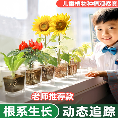 向日葵种子孑儿童种植小盆栽番茄凤仙花籽实验植物观察太阳花套装