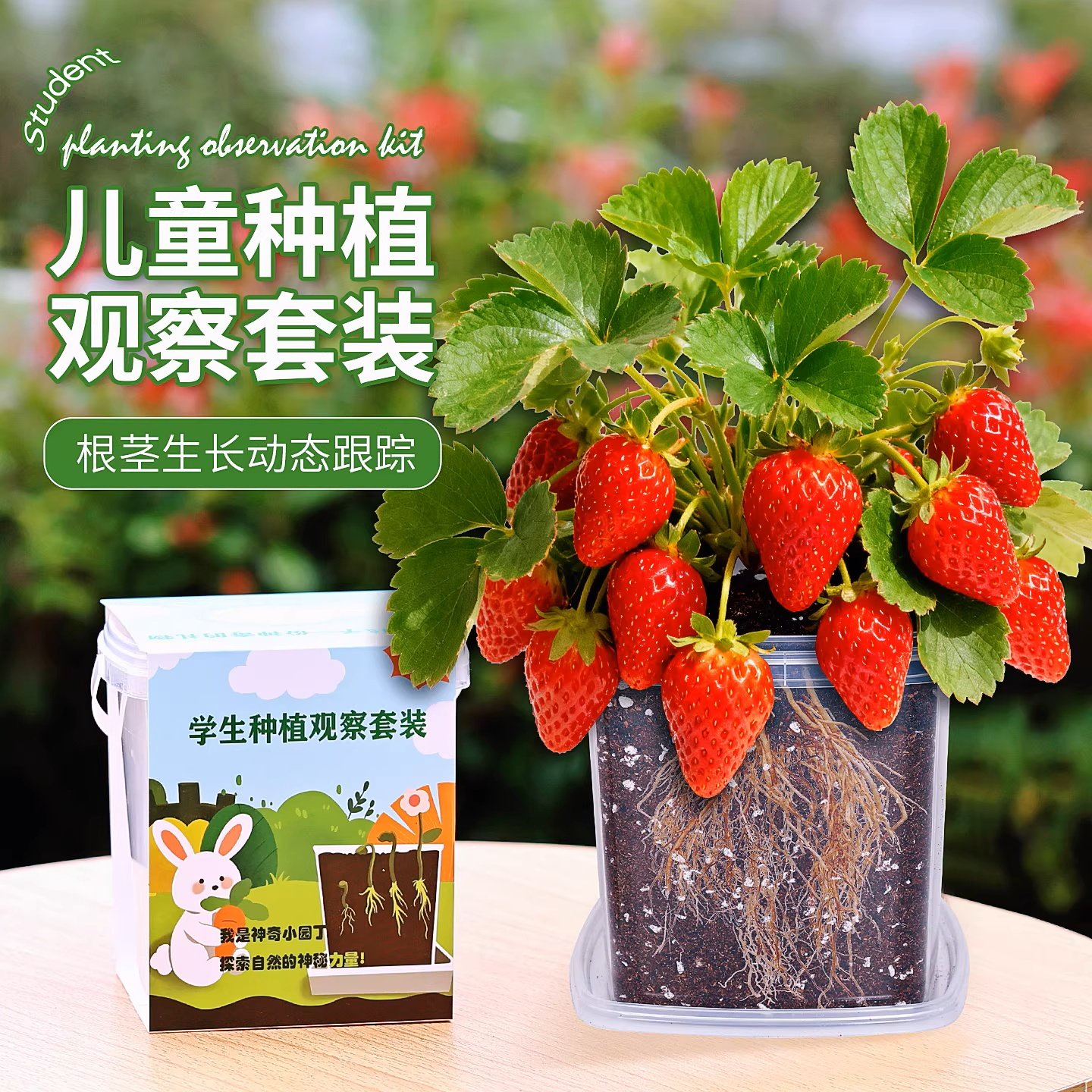 草莓种籽子儿童种植小盆栽套装向日葵凤仙花学生观察植物套装种子