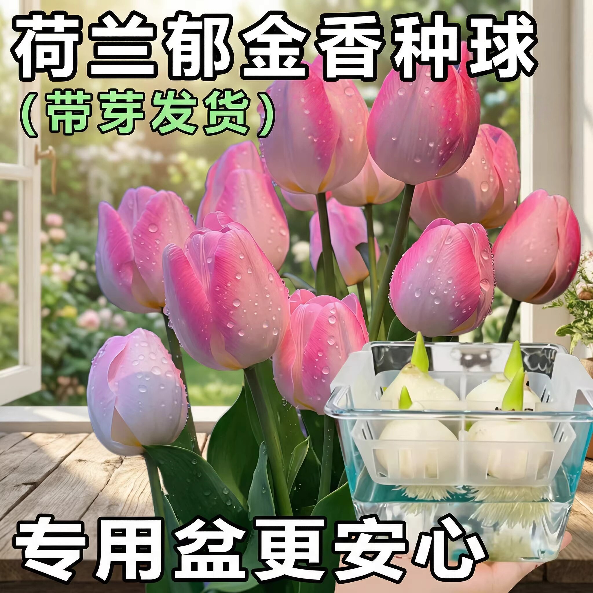 进口郁金香种球5度球自然球耐寒庭院地栽阳台盆栽可水培土培植物