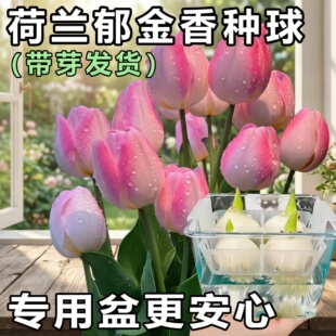 进口郁金香种球5度球自然球耐寒庭院地栽阳台盆栽可水培土培植物