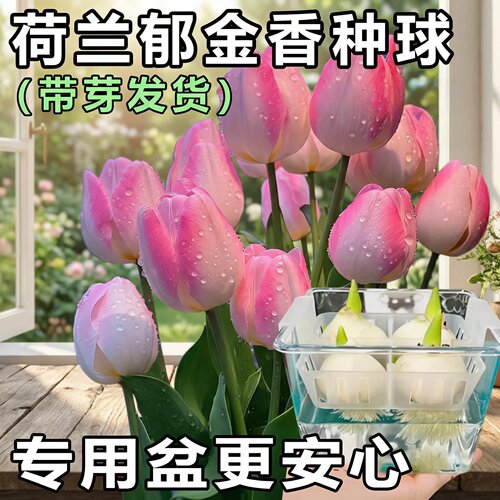 进口郁金香种球5度球自然球耐寒庭院地栽阳台盆栽可水培土培植物