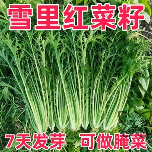 细叶雪里蕻种子雪里红种籽冬播耐寒盆栽阳台庭院大田蔬菜种子大