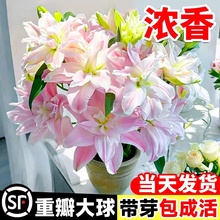 进口香水百合花种球重瓣好养四季种植鲜花盆栽绿植物庭院花种籽子