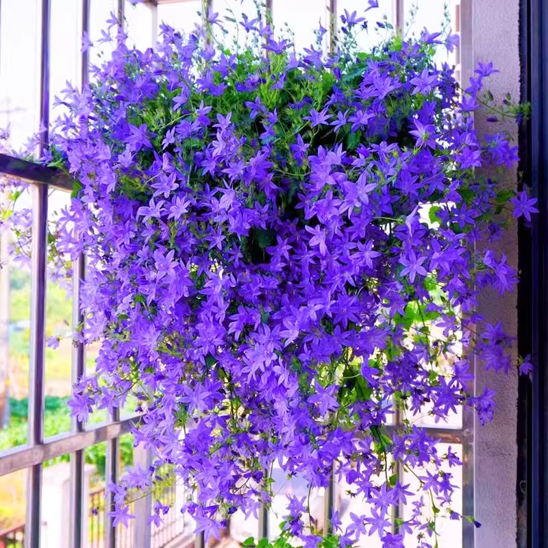 垂吊风铃花草种子四季播种易活种籽花卉盆栽室外阳台庭院花种籽孑